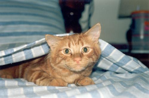 11.9.2007